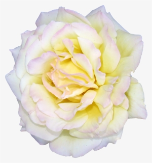 Transparent White Rose Bush Png - Garden Roses, Png Download, Free Download