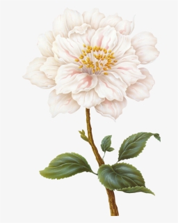 Flower - White Flower Illustration, HD Png Download, Free Download