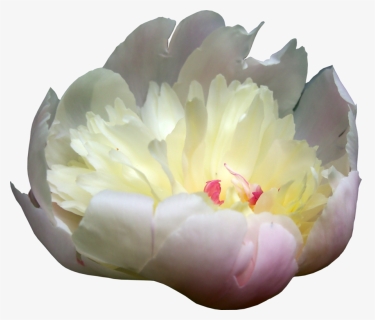 Download Peonies Png Picture - Peony, Transparent Png, Free Download