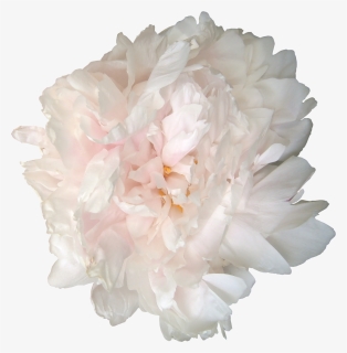 Roses And Peonies - Png Flowers White Peonies, Transparent Png, Free Download
