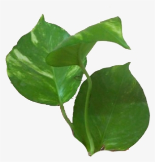 Money Plant Leaves - Tulip Poplar, HD Png Download, Free Download