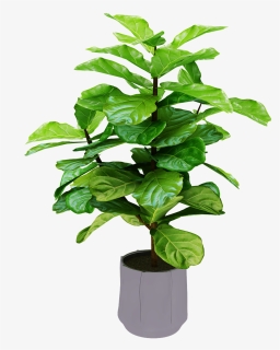 Money Tree Png, Transparent Png, Free Download