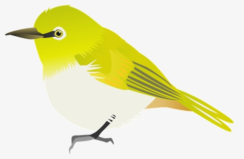 Japanese White-eye Apricot Clipart - Old World Flycatcher, HD Png Download, Free Download