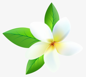 Plumeria Png , Png Download, Transparent Png, Free Download