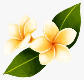 Thank You Frangipani, HD Png Download, Free Download