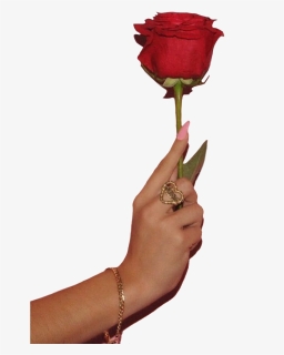 #hand #hands #flower #rose #rings #jewelry #png #pngs - Garden Roses, Transparent Png, Free Download