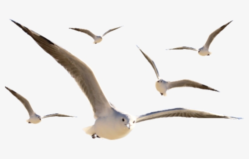 #seagulls - European Herring Gull, HD Png Download, Free Download