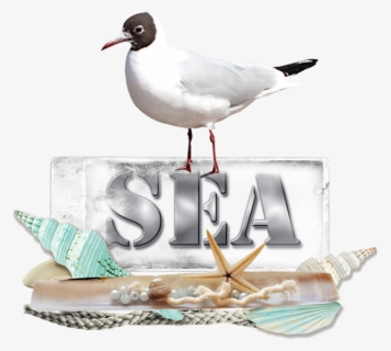 Laughing Gull , Png Download - Laughing Gull, Transparent Png, Free Download