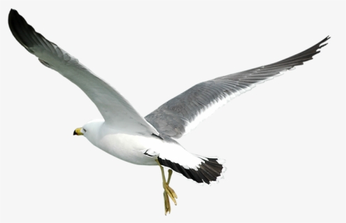 #gull #gulls #seagulls #seagull #flying #birds #bird - Transparent Seagulls Flying Png, Png Download, Free Download