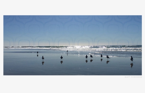 Seagulls, HD Png Download, Free Download