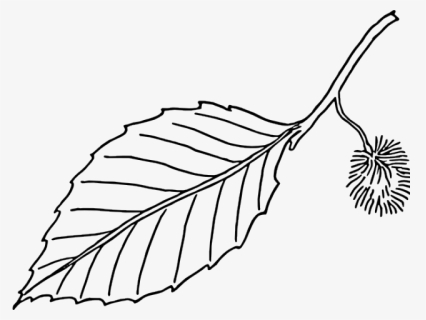 Leaf Outline - Black And White Leave, HD Png Download, Free Download