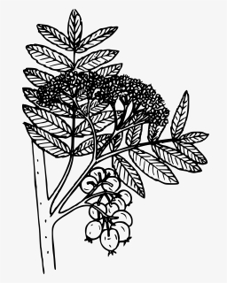 Mountain Ash Clip Arts - Coloring Page, HD Png Download, Free Download