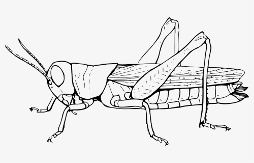 Grasshopper Black And White, HD Png Download, Free Download