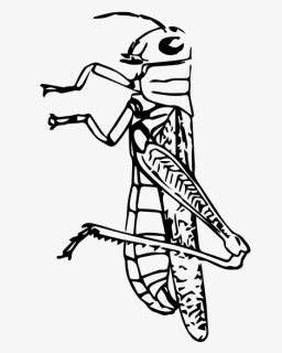 Grasshopper Drawing - Grasshopper Cute Drawing Vector Png, Transparent Png, Free Download