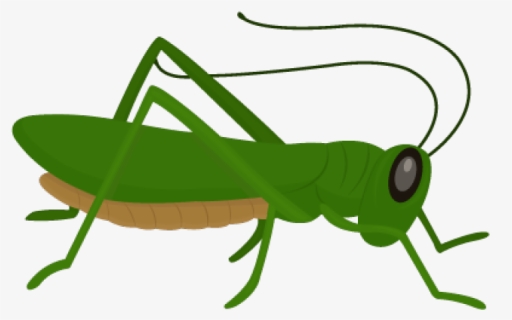 Grasshopper Clipart, HD Png Download, Free Download