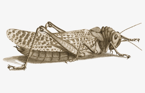 Illustration, HD Png Download, Free Download