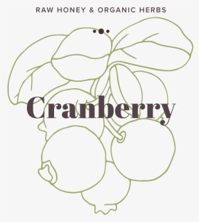 Cranberry, HD Png Download, Free Download