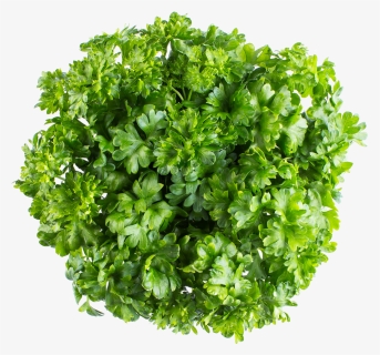 Curly Parsley - Grass, HD Png Download, Free Download