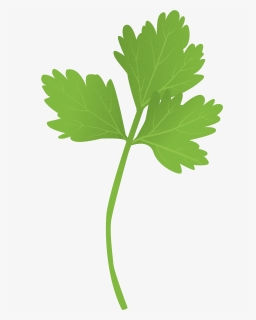 Parsley Clipart , Png Download - Grape, Transparent Png, Free Download