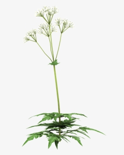 Cow By Jennydittmann On - Cow Parsley, HD Png Download, Free Download