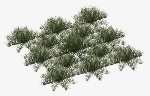 Rainforest Grass Short - Pond Pine, HD Png Download, Free Download