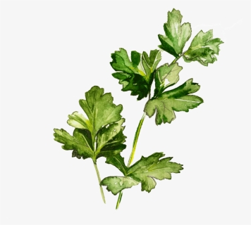 Parsley - Watercolor, HD Png Download, Free Download