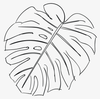 Line Drawing Of A Leaf At Getdrawings - Monstera Leaf Drawing Outline, HD Png Download, Free Download