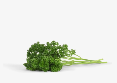 Grass, HD Png Download, Free Download