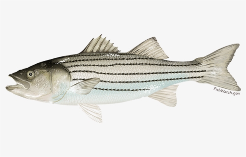 Striped Bass - Striped Bass Png, Transparent Png, Free Download