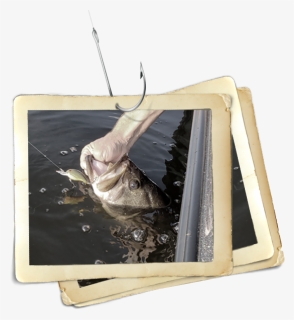 Fish Being Pulled Out Of Water - Brown Pelican, HD Png Download, Free Download