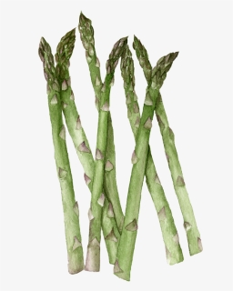 Asparagus - Twig, HD Png Download, Free Download