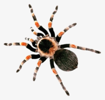 Thumb Image - Red Knee Tarantula, HD Png Download, Free Download