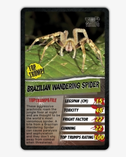 Most Dangerous Spider In South America, HD Png Download, Free Download