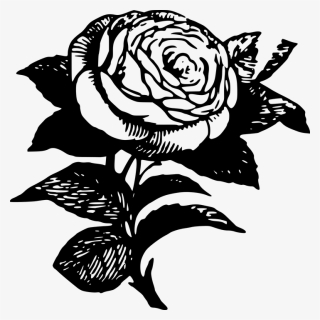 Black Rose Tattoo Transparent, HD Png Download, Free Download