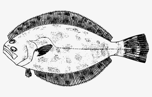Southern Flounder Clip Arts - Flounder Clip Art, HD Png Download, Free Download