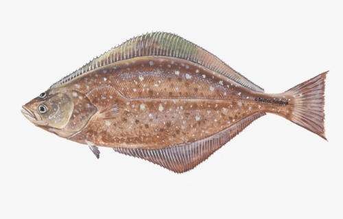 Halibut Png Clipart - Halibut Transparent, Png Download, Free Download