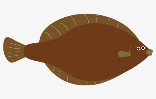 Pleuronectidae Righteye Flounders Clipart, HD Png Download, Free Download
