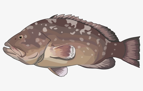 Mero Png Clipart , Png Download - Epinephelus Marginatus Clip Art, Transparent Png, Free Download