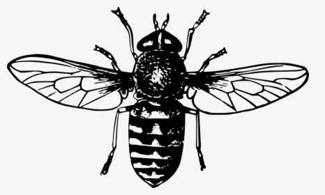 Mosca Animado - Honey Bee Black And White, HD Png Download, Free Download