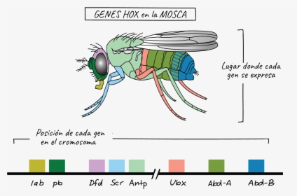 Homeobox Genes Coloring Sheet, HD Png Download, Free Download