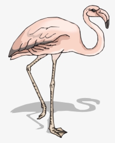 Bird Shadow Wings Free Picture - Sketsa Flamingo, HD Png Download, Free Download