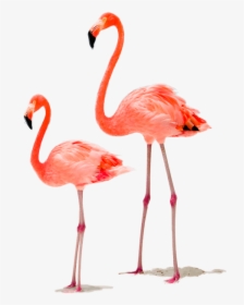 Wieso Sind Flamingos Pink, HD Png Download, Free Download