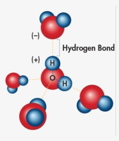 Transparent Water Molecule Png - Hydrogen Bond Water Properties, Png Download, Free Download