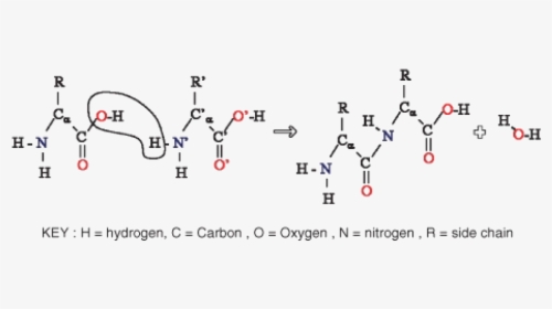 Nh3 Cooh Peptide Bond, HD Png Download, Free Download