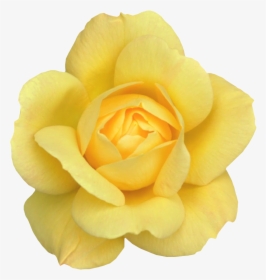 Desktop Wallpaper Rose Clip Art - Yellow Rose, HD Png Download, Free Download