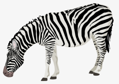 Download Zebra Png Photos - Zebra Transparent Background, Png Download, Free Download