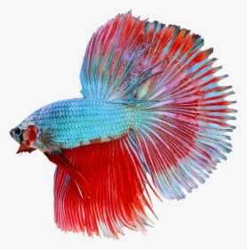 Download Betta Png Transparent Image - Siamese Fighting Fish Png, Png Download, Free Download