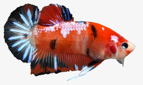 Betta Png Pic - Koi Siamese Fighting Fish, Transparent Png, Free Download