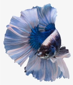 Betta Fish No Background, HD Png Download, Free Download