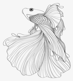 Serie De Ilustraciones En - Chinese Fighting Fish Drawing, HD Png Download, Free Download